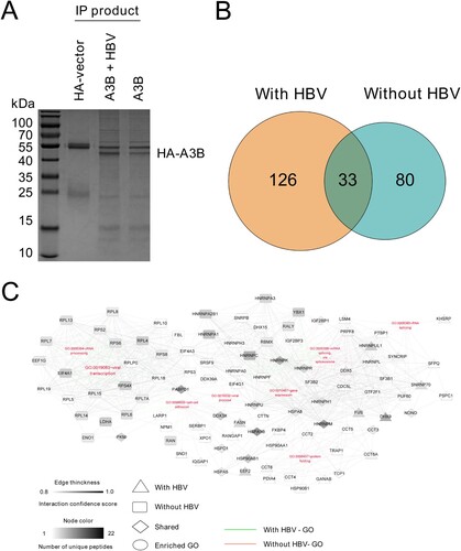 Figure 1. Identification and comparison of cellular proteins with or without HBV identified by IP-MS. (A) HEK293T cells were transfected with HA-tagged A3B with or without HBV replication plasmid. The cell lysates were coimmunoprecipitated using anti-HA antibody and analysed by SDS-PAGE, and then the gel was processed for MS. (B) Diagrams describe the number of proteins interacting with A3B identified in the MS data in the presence or absence of HBV. (C) A3B PPI constructed based on enriched GO annotations. Edge thickness describes the confidence score for interactions determined by the STRING database, and the node colour describes the number of unique peptides derived from the mass spectrometry analysis.