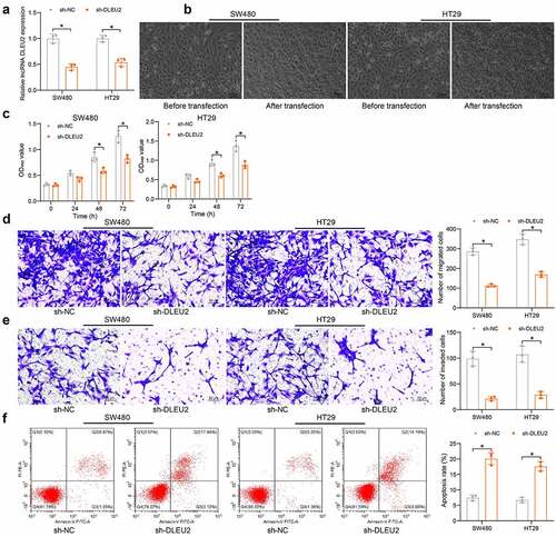 Figure 2. DLEU2 silencing suppresses proliferation and invasiveness of CRC cells. (a) DLEU2 expression in SW480 and HT29 cells after sh-DLEU2 transfection determined by RT-qPCR (two-way ANOVA) (SW480: p = 0.0001; HT29: p = 0.0003); (b) morphologic changes in SW480 and HT29 cells after sh-DLEU2 transfection; (c) viability of SW480 and HT29 cells determined by the CCK-8 method (two-way ANOVA) (SW480: 0 h, p = 0.9996; 24 h, p = 0.2507; 48 h, p = 0.0012; 72 h, p < 0.0001; HT29: 0 h, p = 0.9963; 24 h, p = 0.2023; 48 h, p = 0.0006; 72 h, p < 0.0001); (d-e), migration (d) and invasiveness (e) of SW480 and HT29 cells analyzed by Transwell assays (two-way ANOVA) (D: migration: SW480: p < 0.0001; HT29: p < 0.0001; E: invasiveness: SW480: p = 0.0001; HT29: p = 0.0003); (f) apoptosis of SW480 and HT29 cells detected by flow cytometry (two-way ANOVA) (SW480: p < 0.0001; HT29: p < 0.0001). Repetition = 3.