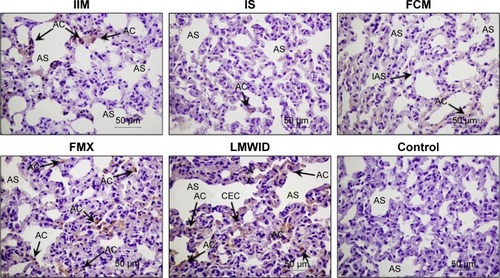 Figure 1 Nitrotyrosine immunohistochemistry.