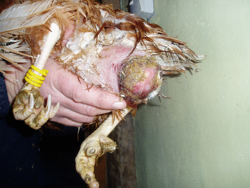 Cloacal prolapse is a common painful condition in farmed laying hens. With kind permission from the British Hen Welfare Trust
