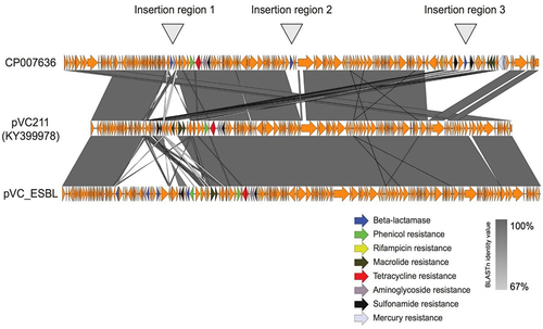 Figure 1 Resistance elements inserted into the novel pVC_ESBL plasmid in Kenyan cholera strains.