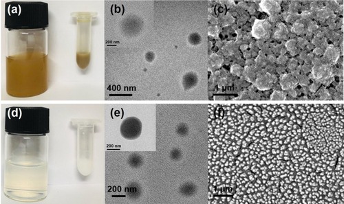 Figure 2 (A) Real image, (B) TEM image, and (C) SEM image of PGA-4HGF, and (D) real image, (E) TEM image, and (F) SEM image of PGA-control without 4HGF.