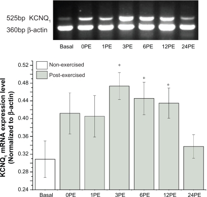 Figure 1 Effect of a single bout of exercise on the transcription of KCNQ1 mRNA.Notes: All values are reported as means ± SE (n = 6). *P < 0.05, the expression levels of KCNQ1 at 3PE, 6PE and 12PE were significantly different from the basal group.Abbreviation: PE, post exercise.