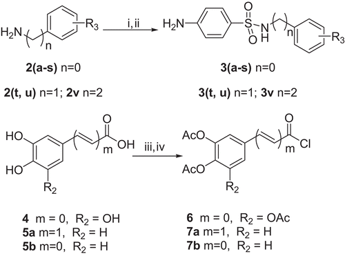 Scheme 1.  Reagents and conditions: (i) 4-acetamidobenzene-1-sulfonyl chloride, pyridine, 0°C− rt, 4 h; (ii) 5 M NaOH, MeOH, 70°C, 4 h; (iii) Ac2O, pyridine, rt, 24 h; (iv) SOCl2, 80°C, 5 h.