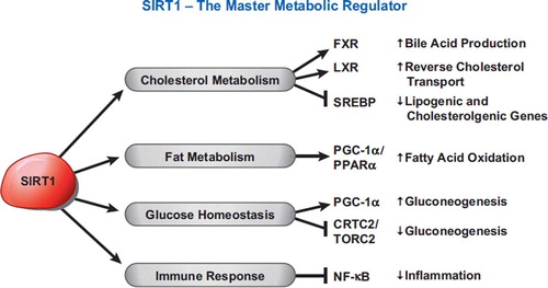 Figure 2. SIRT1 targets both histone and non-histone proteins. SIRT1 is often referred to as a ‘master metabolic regulator’ because of its ability to influence several transcription factors involved in energy homeostasis.
