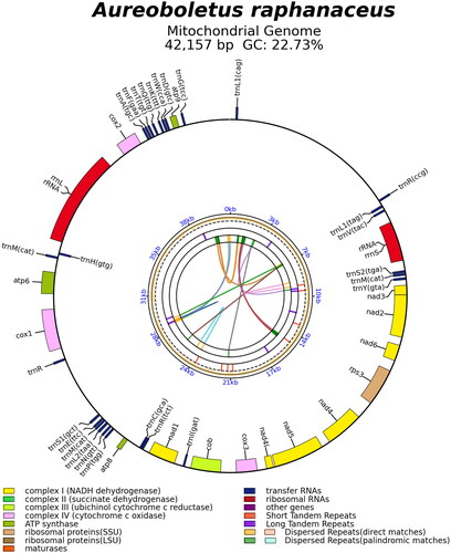 Figure 2. The mitochondrial genome map of Aureoboletus raphanaceus. Genes shown outside and inside the outer circle are transcribed in counterclockwise and clockwise directions, respectively. The inner circles represent the genome scale, GC content and distributions of short tandem repeats, long tandem repeats and the dispersed repeats, respectively. The colored parabola in the center circle represents the dispersed repeats.