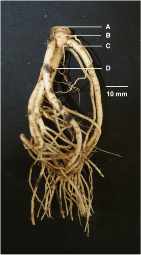 Figure 2 Tap root diameter measurements made at A, the tap root base; B, below the basal thickening; C, 10 mm below the base; D, 20 mm below the base. Image is of a 13 month old T. uniflorum tap root.