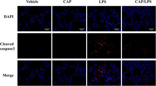Figure 8 The effect of capsaicin (CAP) on the expression of cleaved caspase3 in lipopolysaccharide (LPS)-induced acute lung injury by immunofluorescence analysis (original magnification, ×400). Three independent experiments were performed.