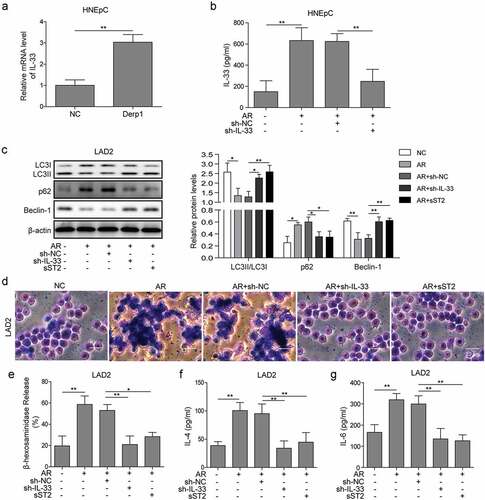 Figure 2. AR-HNEpC cells regulated autophagy and degranulation of mast cells through IL-33/ST2 pathway. (a) Expression of IL-33 mRNA was upregulated in AR-HNEpC (Derp1-induced HNEpC cells). (b) Protein expression of IL-33 was upregulated in AR-HNEpC, which was inhibited when AR-HNEpC cells were transfected with sh-IL-33. (c) LAD2 cells that were co-cultured with AR-HNEpC cells showed lower LC3 I/II and Beclin-1 expression, while levels of those factors were higher after transfection of sh-IL-33 in AR-HNEpC cells (AR+sh-IL-33), or treatment of sST2 in LAD2 cells. (d) After inhibiting IL-33 in AR-HNEpC cells or inhibiting ST2 in mast cells (LAD2), mast cell degranulation was decreased, and (e) β-hexosaminidase, (f) IL-4, and (g) IL-6 expression levels were also lower compared to control groups (AR and AR+sh-NC). *P < 0.05; **P < 0.01