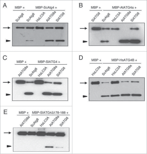 Figure 5. Human ATG4B can cleave cross-kingdom ATG8s in vitro. Purified recombinant maltose binding protein (MBP) fused to different ATG4s (MBP-ATG4) and MBP-alone were incubated with various C-ATG8- or LC3A-ShR synthetic substrates as described in the Materials and Methods section. The reaction mixtures were separated on SDS-PAGE gel and blots were probed with anti-ShR. Arrows and arrowheads indicate full-length synthetic substrate (C-ATG8-ShR) and cleaved byproduct ShR, respectively. The yeast Atg4 (A), Arabidopsis ATG4a (B), and tomato ATG4 (C) could process both yeast and plant ATG8s but not human HsLC3A. HsATG4B could process all species ATG8 synthetic substrates (D). The tomato ATG4 mutant (SlATG4178-188Δ) in which the plant specific domain is deleted decreased the efficiency of processing of plant ATG8s and completely inhibited processing of yeast Atg8 (E). Sc, Saccharomyces cerevisiae; Hs, Homo sapiens; At, Arabidopsis thaliana; Sl, Solanum lycopersicum.