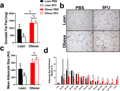 Figure 7. Adipocyte size. a) gonadal fat pad weight taken at tissue excision given in milligrams (mg). b) Representative hematoxylin and eosin (H&E) images of fixed gonadal adipose tissue. c) Mean adipocyte size calculated from H&E stains given in arbitrary units (AU). d) Distribution of adipocyte size calculated from H&E stains given as a relative distribution (%) across arbitrary sizes. Values are means ± SEM. Two-way ANOVA and LSD post hoc and multiple comparisons. #Indicates main effect of 5FU. %Indicates main effect of Obese. Different letters signify statistically significant differences with an interaction. Significance was set as p < .05.