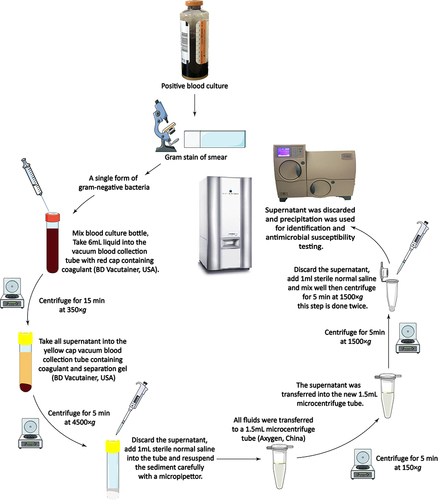 Figure 1 Workflow of bacterial preparation from bacteria-positive blood cultures. After the liquid in the positive BC is mixed, a 6 mL aliquot is extracted with a syringe and transferred into a vacuum blood collection tube (with the red cap) containing coagulant (BD Vacutainer, USA). The centrifuge tube is gently mixed by inversion 5–6 times, and centrifuged at 350 × g for 15 min at room temperature. After centrifugation, the sediment is discarded. All the supernatant is transferred to a (yellow-capped) vacuum blood collection tube containing coagulant and separation gel (BD Vacutainer), and shaken gently to mix. It is then centrifuged for 5 min at 4500 × g at room temperature. After centrifugation, the supernatant is discarded and the sediment is carefully resuspended in 1 mL of saline solution with a micropipettor, and then all the liquid is transferred to a 1.5 mL microcentrifuge tube (Axygen, China). After centrifugation (150 × g, 5 min), the supernatant is transferred into a new 1.5 mL microcentrifuge tube and centrifuged for 5 min at 1500 × g. The supernatant is discarded and the pellet is resuspended in 1 mL of saline. The contents of the microcentrifuge tube are thoroughly mixed by vortexing for 5 s, and then centrifuged for 5 min at 1500 × g. The supernatant is discarded and the sediment is used for direct method tests.