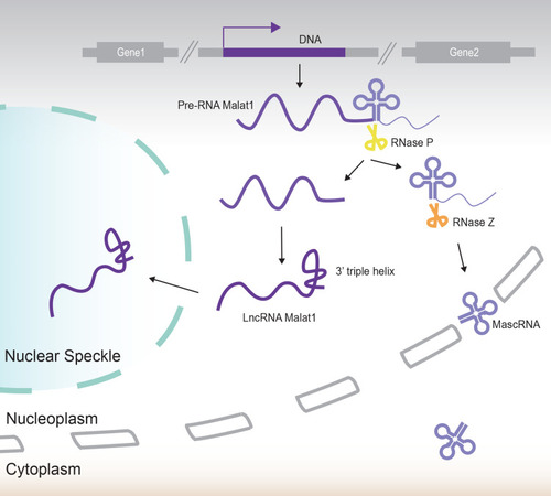 Figure 1 The formation and maturation of Malat1. Malat1 is a typical long intergenic non-coding RNA (lincRNA) that is transcribed from the intergenic regions of protein coding genes. The Malat1 pre-RNA has a tRNA-like structure at its 3ʹend which can be cleaved by ribozyme RNase P and RNase Z. The tRNA-like molecule, referred to as “mascRNA” is subsequently released into the cytoplasm. The remaining molecule grows to maturity to form a triple-helix structure at its 3ʹend and relocates to nuclear speckles.