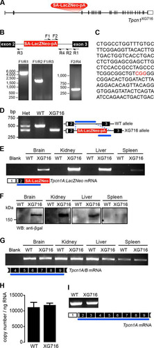 FIG 1 The gene trap mutation in Tpcn1XG716 does not abolish Tpcn1 expression. (A) Schematic representation of Tpcn1XG716 gene structure based on the gene with GenBank accession number NM_145853.2. Red block, gene trap sequences (SA, splice acceptor; LacZNeo, chimeric β-galactosidase and neomycin phosphotransferase II sequences; pA, polyadenylation signal); vertical segments, exons; unfilled sections, UTRs. (B) PCR strategy for determination of the insertion site of gene trap vector pGT1Lxf in the Tpcn1XG716 allele. Several combinations of forward (F) and reverse (R) primers were used to narrow the location of the gene trap vector within the intron. (C) The product from PCR with primers F2/R4 was cloned into pCRIITOPO (Invitrogen) and sequenced, and the insertion site of the gene trap within the intron was determined to be between 2,754 and 2,757 bp upstream of exon 3 (marked in red). (D) Genotyping for WT and Tpcn1XG716 alleles. Numbered white and black blocks, noncoding and coding exons, respectively; blue lines, PCR-amplified regions; Het, heterozygote. (E) RT-PCR analysis of the expression of the chimeric trapped Tpcn1XG716 transcript (Tpcn1A-LacZ-Neo) from WT and homozygote Tpcn1XG716 animal tissues. Blank, a reaction with no RNA. (F) Immunoblotting analysis of chimeric TPC1A–β-galactosidase–neomycin phosphotransferase II protein in tissue homogenates from WT and homozygote Tpcn1XG716 animals using an anti-β-galactosidase (anti-β-gal) antibody. WB, Western blotting. (G) Expression of Tpcn1A/B determined by probing for transcript regions downstream from the gene trap insertion in tissues from WT and homozygote Tpcn1XG716 animals. (H) Copy number of Tpcn1A/B transcripts in liver from WT and homozygote Tpcn1XG716 animals determined by RT-qPCR. Bars correspond to the mean ± SEM for 4 to 8 animals. (I) Expression of the Tpcn1A transcript in the liver resulting from skipping of the gene trap cassette.