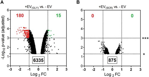 Figure 5. Transfected RNAs secreted in EVs are bioactive in acceptor MCF-7 cells. Volcano plots correspond to genes significantly (p < 0.05) affected by exposure to EVs from cells transfected with glycine tRNA halves (A) or a scrambled oligonucleotide (B) vs. untreated cells. Genes which were downregulated (red) and upregulated (green) more than two-fold with Banjamini-Hochberg adjusted p-value < 0.01 are highlighted. Data was obtained with Agilent gene expression 4x 44K microarrays