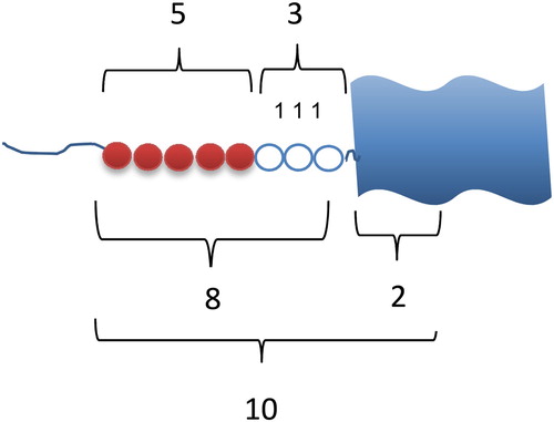 Figure 3 .#Ten beads on the whole snake, two hidden. The eight beads can be separated in two composite sets of units 5 and 3 or the composite unit of 5 and three single units.