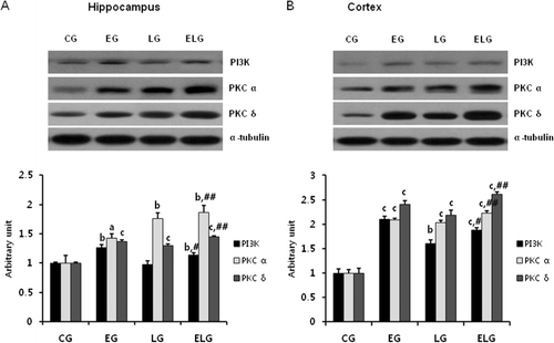 Figure 2. Changes in PI3K, PKCα, and PKCδ protein expression in the hippocampus and cortex after low-intensity treadmill exercise and bright light exposure. Western blots of PI3K, PKCα, and PKCδ proteins from lysates of rat hippocampus (A) and cortex (B) and their quantification. a, p < 0.05, b, p < 0.01, c, p < 0.001 vs. control group, #p < 0.01 vs. light group, and ##p < 0.001 vs. exercise group and light group. CG, control group; EG, exercise group; LG, light group; ELG, exercise plus light group.