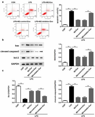 Figure 4. Suppression of miR-93-5p in M2 macrophage-derived exosomes facilitates LPS-induced podocyte apoptosis. (a) Apoptosis of podocytes in different groups was evaluated by flow cytometric analysis. (b) Western blotting was performed to detect the expression of Bcl-2, Bax, and cleaved caspase 3 in podocytes after LPS, M2-Exo and miR-93-5p inhibitor treatments. (c) Quantification of Bcl-2, Bax, and cleaved caspase 3 protein levels in podocytes from different groups. LPS, lipopolysaccharide; Bcl-2, B-cell lymphoma-2; Bax, BCL2-Associated X; **P < 0.01.