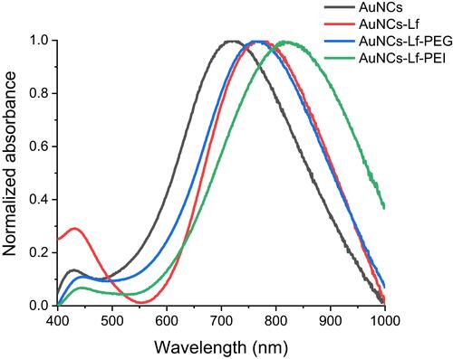 Figure 4 UV-Vis spectra of AuNCs, AuNCs-Lf, AuNCs-Lf-PEG, AuNCs-Lf-PEI conjugates.