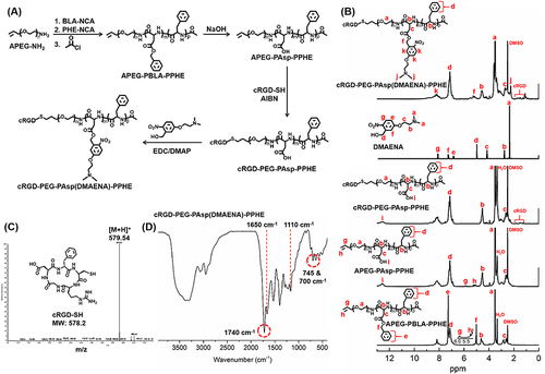 Figure 1 Characterizations of polymers. (A) The synthetic route of photo-sensitive copolymer cRGD-PEG-PAsp(DMAENA)-PPHE. (B) 1H-NMR spectrums of cRGD-PEG-PAsp(DMAENA)-PPHE and its prepolymers in DMSO-d6. (C) MS analysis of the cRGD-SH peptide. (D) FTIR spectra of the UV-sensitive copolymer cRGD-PEG-PAsp(DMAENA)-PPHE. The peaks at 1740 cm−1 of (s, νC=O, ester) and 1110 cm−1 (s, νC-O-C) are attributed to the ester bonds of PAsp(DMAENA) block and the ether bonds of PEG block, respectively. The peaks at 745 and 700 cm−1 (s, γC-H, benzene) are the characteristic peaks of benzene groups from PAsp(DMAENA) block and PPHE block. The peak at 1650 cm−1 is attributed to the characteristic peak of amide (s, νC=O, amide) from the main chain of the copolymer.