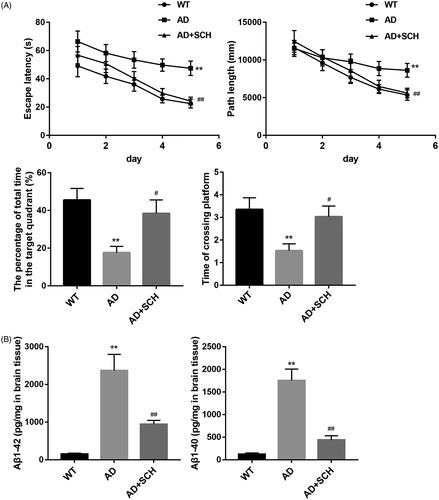 Figure 1. Schizandrin improved spatial learning and memory ability and reduced the levels of Aβ1-42 and Aβ1-40 in Alzheimer’s disease mice. APP/PS1 mice received Sch A or distilled water administration. C57BL/6 WT mice served as control. Morris water maze test was performed to analyse the escape latency (A), path length (B), the percentage of total time in the target quadrant (C) and the time of crossing platform (D) of mice. (E,F) The levels of Aβ1-42 and Aβ1-40 in the brain tissues of mice were estimated by ELISA. **p < 0.01 vs. WT; #p < 0.05, ##p < 0.01 vs. AD.