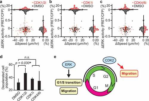 Figure 5. CDK2 promotes myogenic cell migration during muscle regeneration. (a–c) Changes in migration speed and in ERK activity in myogenic cells, calculated by subtracting values before the drug treatment from values after the drug treatment. Gray dashed lines indicate -7 µm/hr, which was chosen as the threshold for classifying cells as decelerated. Histograms of the difference in migration speed and ERK activity are shown at the top and right side of the figure, respectively (N = 4 mice for DMSO group; N = 4 mice for CDK1/2i group; N = 3 mice for CDK1i group; N = 3 mice for CDK4/6i group). Mice expressing EKAREV-NLS in myogenic cells were injected intravenously with DMSO (1 mL/kg), CDK1/2 inhibitor (roscovitine, 0.05 mg/kg), CDK1 inhibitor (RO-3306, 1 mg/kg), or CDK4/6 inhibitor (palbociclib, 1 mg/kg) during in vivo imaging at 3 dpi. (d) Percentage of cells classified as decelerated after DMSO or CDK inhibitors. Migrating myogenic cells that decreased their speed more than 7 µm/hr are defined as “decelerated” and taken into account (bars, SDs; *p < 0.05; n.s., not significant). (e) Schematic model of cell cycle progression and cell migration by ERK and CDK2 in myogenic cells during muscle regeneration