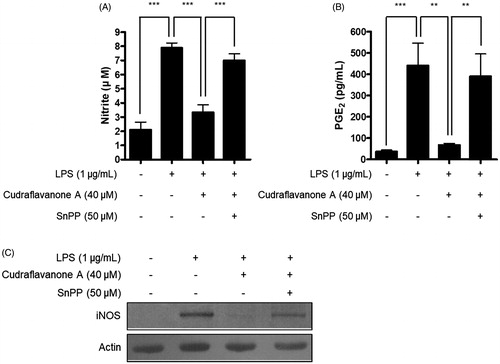 Figure 7. Effects of SnPP on the inhibitory actions of cudraflavanone A on the NO, PGE production and iNOS protein expression. Cells were pretreated with 50 μM of SnPP and incubated with or without cudraflavanone A (40 μM) for 24 h. (A) Nitrite levels were determined using the Griess reaction and (B) PGE2 was quantified by ELISA. **p < 0.01 and ***p < 0.001. (C) iNOS protein expression was determined by Western blot analysis, and representative blots from three independent experiments are shown.