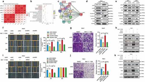 Figure 4. Ubiquitin-specific peptidase 2 inhibited epithelial-mesenchymal transition in clear cell renal cell carcinoma cells by downregulating nuclear factor κB pathway. (a) Pearson correlation between shRNAs for negative control and ubiquitin-specific peptidase 2 in 786–0 cells. (b) Tight junction and extracellular matrix (ECM)-receptor interaction, epithelial-mesenchymal transition-related pathways, were changed remarkably. (c) The results of String showed that ubiquitin-specific peptidase 2 was related to NF-κB pathway gene as inhibitor of kappa light polypeptide gene enhancer in B-cells, kinase gamma (IKBKG), receptor-interacting protein kinase 1 (RIPK1), and TNF receptor associated factors 2(TRAF2). (d) The validation of the lentivirus vector and lentivirus for stably overexpressing ubiquitin-specific peptidase 2 in Caki-1, and the related genes expression for both NF-κB and epithelial-mesenchymal transition pathways. (e) The validation of shRNA negative control and shRNA ubiquitin-specific peptidase 2 in 769-P and 786–0 cells, along with the related genes expression for both NF-κB and epithelial-mesenchymal transition pathways. (f), (g) The migration and invasion abilities of 769-P cells were inhibited by BAY 11–7082 treatment in the shRNA ubiquitin-specific peptidase 2 group and shRNA negative control group. (h) The related gene expression of NF-κB and epithelial-mesenchymal transition pathways are shown, with or without BAY 11–7082. (i), (j) The migration and invasion abilities of 786–0 cells were inhibited by BAY 11–7082 treatment in the shRNA ubiquitin-specific peptidase 2 group and shRNA negative control group. (k) The related protein expression of NF-κB and epithelial-mesenchymal transition pathways are shown, with or without BAY 11–7082. *p < 0.05, **p < 0.01, and ***p < 0.001.