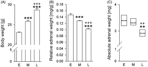 Figure 3. Effects of exposing mice, initially bred in a 12-h/12-h light/dark cycle (LDC), to a 14-h/10-h LDC at Ulm University on body and, relative and absolute adrenal weight over time. Compared to the early phase after arrival (day 15/16; E), animals housed in a 14-h/10-h LDC after arrival at Ulm University showed (A) increased body weight at the middle (day 27/28; M) and late (day 57/58; L) phase. Furthermore, at the late phase (L) animals showed increased body weight, compared to the middle (M) phase. (B) decreased relative adrenal weight at the middle (day 27/28; M) and late (day 57/58; L) phase. Furthermore, at the late-phase (L) animals showed decreased relative adrenal weight, compared to the middle (M) phase. (C) decreased absolute adrenal weight at the late (day 57/58; L) phase, compared to the early (day 15/16; E) phase and middle (day 27/28; M) phase after their arrival at Ulm. E (n = 7); M (n = 8), L (n = 8). Parametric data represent mean + SEM. Nonparametric data are presented as box-plot diagrams. Solid line represents the median, dashed line represents the mean for each data set. Lower box indicates 25th, upper box indicates 75th percentile. **p < .01 versus respective E group; ***p < .001 versus respective E group; ++p < .01 versus respective M group; +++p < .001 versus respective M group.