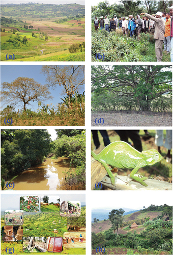 Figure 1. Overview of multiple and basic material and non-material benefits of trees in smallholder farming landscapes. (a) trees in the landscape regulating wetland and small streams drainage; (b) trees serving for social learning or experience sharing; (c) trees for honey production (food and medicine); (d) a tree for coffee shade-production; (e) tees regulating water flow and evapotranspiration of a river; (f) homegarden trees serving as habitat for a chameleon (Chamaeleo calyptratus); (g) various material benefits of trees to local people; and (h) trees as construction materials for a local house. (Photo: Girma Shumi).