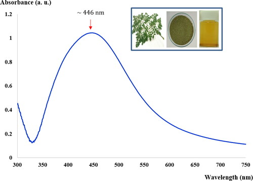 Figure 1. UV–visible spectra of reaction mixtures containing 1.5 mM AgNO3 and MLE mixed at a volume ratio 50 mL:1.5 mL at optimum reaction times of 50 min. Inset shows imagery of M. Oleifera Lam. leaves, dried fine-cut leaves and mixtures containing 1.5 mM AgNO3 and MLE.