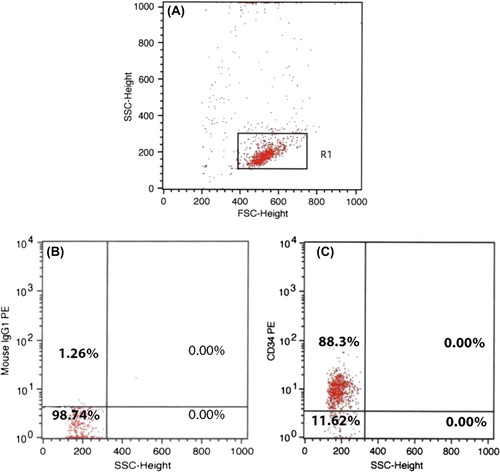 Figure 1. Purity of CD34+ cells. (A) Distribution of size and granularity. (B) Control isotype. (C) CD34+ cell distribution after purification by the MidiMACS column. Data are shown as %, mean ± SD.