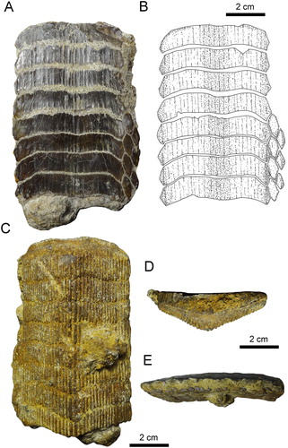 FIGURE 5. Fossil specimen RK/17-101 from the Bahia Inglesa Formation (middle Miocene–early Pleistocene), Caldera, Chile. A, C–E, lower dental plate; B, reconstruction. A, B, occlusal, C, basal, D, lingual, and E, lateral views.