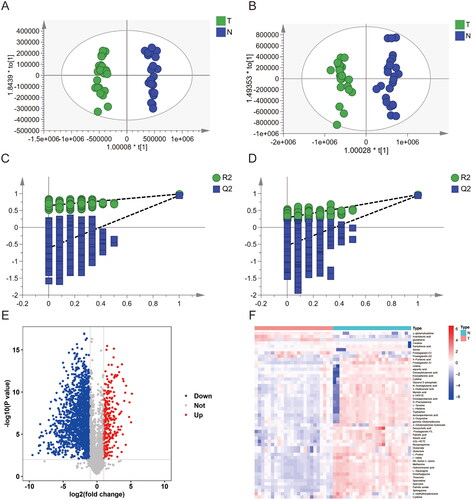 Figure 2. Metabolic biomarker analysis in pancreatic cancer tissue (T) and adjacent non-tumour tissue (N). (A, B) Orthogonal PartialLeast Squares-DiscriminantAnalysis (OPLS-DA) analysis between the T and N group in positive ionization modes (ESI+) and negative ionization modes (ESI-) i. (C, D) Permutations plot analysis. The intersection of the Q2 regression line and the y-axis is less than 0, indicating that the model is valid. (E) Volcano plot of metabolites between the T and N groups; (F) Heatmap of 51 differential metabolites (VIP > 1 and p < .05).