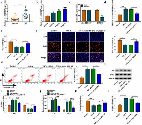 Figure 1. Effects of si-circ_0001187 on TNF-α-stimulated FHC cell injury. (a) The circ_0001187 expression in the colonic mucosal tissues of UC patients and healthy normal controls was measured by qRT-PCR. (b) The circ_0001187 expression was detected by qRT-PCR in FHC cells treated with TNF-α. (c) RNase R assay was used to assess the resistance of circ_0001187 on RNase R digestion. (d-l) FHC cells were transfected with si-NC or si-circ_0001187 followed by treated with TNF-α. (d) The circ_0001187 expression was determined by qRT-PCR. CCK8 assay (e), EdU assay (f) and flow cytometry (g) were used to assess cell proliferation and apoptosis. (h-i) Protein expression was detected by WB analysis. (j) ELISA assay was performed to measure the concentrations of IL-6 and IL-1β. (k-l) Cell oxidative stress was analyzed. *P < 0.05, **P < 0.01, ***P < 0.001, ****P < 0.0001.