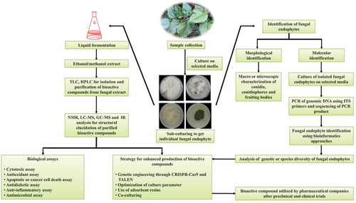 Figure 1. Sequential events involved in the isolation and characterisation of bioactive compounds derived from fungal endophytes. For the isolation of a fungal endophyte associated with a medicinal plant, plant tissue samples are grown on selected media. After a certain period of a time, fungal endophytes grow on a media plate. Further, individual fungal strain can be identified using microscopic and molecular approaches after sub-culturing of fungal endophytes. Molecular identification involves isolation of genomic DNA of fungal endophytes followed by polymerase chain reaction (PCR) of internal transcribed spacer (ITS) region. BLASTn analysis of raw sequences obtained from sequencing of PCR products leads to the identification of the fungal strain. For large-scale production of the fungal strain, strains are grown in liquid culture. Fungal-endophyte-derived bioactive compounds are isolated in ethanol or methanol extract. Biological assays are applied to test the efficiency of extracted bioactive compounds. Isolated bioactive compounds are subjected to nuclear magnetic resonance (NMR), gas chromatography-mass spectrometry (GC-MS)-based studies for the molecular identification and quantification. Genome editing approach may be applied to enhance the production of most effective bioactive compounds which could be further tested for drug discovery and development after preclinical and clinical trials