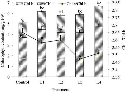 Figure 1. Chlorophyll content in the leaves of C. smyrnioides subjected to different relative light intensity: 100% sunlight (Control), 60.54% sunlight (L1), 44.84% sunlight (L2), 31.39% sunlight (L3) and 10.56% sunlight (L4). Different letters denote significant difference at p = 0.05. Means ± standard deviations (S.D.) (n = 3) are shown.