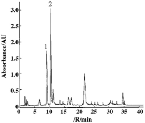 Figure 2. HPLC fingerprinting of total glucosides of peony. (1) Albiflorin; (2) paeoniflorin. Column: Supelcosil LC-18 (5 µm, 150 mm × 4.6 mm); solvent A: acetonitrile; solvent B: H20 (acidified to pH 3.0 with phosphoric acid); gradient: 10, 15, 18, 30, 35 and 40% of solvent A at 0, 5, 25, 27, 38, 40 and 50 min, respectively. Flow rate: 1.0 mL/min. Injection volume: 10 µL. Detection: 230 nm.
