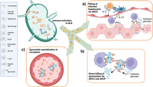 Figure 4: Schematic representation of RTS,S/AS01E malaria vaccine mode of action.