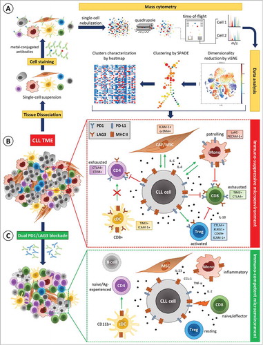 Figure 1. Mass cytometry analysis of the CLL microenvironment before and after dual PD1/LAG3 blockade. (A) High-dimensional single-cell mass cytometry of the splenic immune infiltrate in CLL was performed to dissect the complexity of the tumor microenvironment (TME). (B) Mass cytometry revealed relevant alterations in the composition of the splenic CLL TME, the upregulation of immune checkpoints and other specific surface molecules (colored boxes), as well as cytokines. Enhanced PD1/PD-L1 and LAG3/MHC II signaling in the CLL TME leads to cellular activation (green arrows) or inhibition (red arrows) of target cells depending on cell types resulting in an immuno-suppressive microenvironment. (C) Dual immune checkpoint blockade (anti-PD1/anti-LAG3) resolved alterations induced by CLL and restored an immuno-competent microenvironment with an effective anti-tumor immune response.