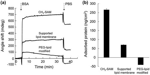 Figure 5. Influence of PEG-lipid modification on BSA adsorption. (a) SPR sensorgrams during exposure of BSA solution to CH3-SAM surface, supported lipid membrane, and MeO-PEG-DPPE-modified lipid membrane. (b) The adsorbed amount of BSA on surfaces. Results are presented as means ± SD (n = 3).