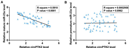 Figure 2 A significant and inverse correlation was observed between circPTK2 and mature miR-23a (A) but not between circPTK2 and premature miR-23a (B).