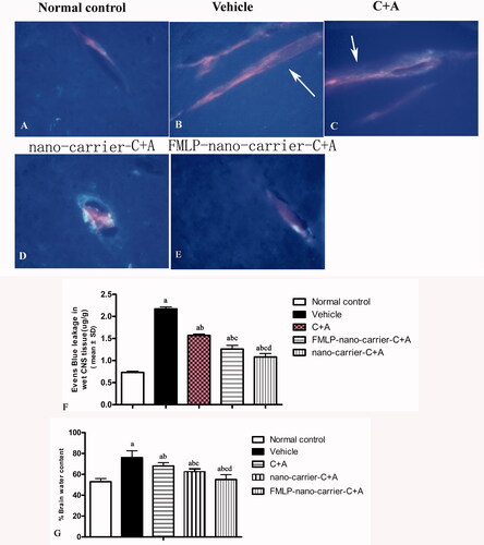 Figure 10. C + A compounds reduced the permeability of BBB and vascular leakage. (A–E) Representative staining of Evans blue in different groups. Scale bar =100 µm. (F) Quantification of EB. (G) Quantification of brain water content (%). a, p < .05 vs. normal control group; b, p < .05 vs. vehicle group; c, p < .05 vs. C + A group; d, p < .05 vs. nano-carrier C + A group.