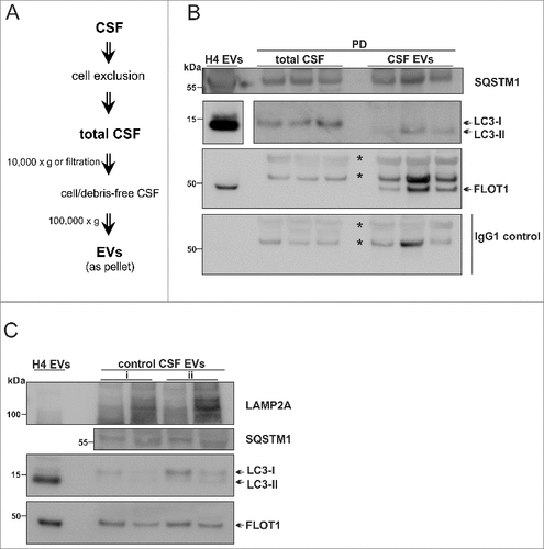 Figure 7. Human CSF contains LC3-II- and SQSTM1-positive EVs. (A) EV isolation workflow. Total CSF was either centrifuged at 10,000 × g or filtered through 0.2-µm filter, followed by ultracentrifugation. All biochemical assays were performed after 1 or 2 cycles of freeze/thawing of the CSF-derived EVs. (B) WB analysis of EVs and total CSF from PD patients (Table 2, subjects 9–12). LC3-II and SQSTM1 was identified in the CSF-derived EVs isolated from 2.5 – 4 mL. FLOT1 indicates EV enrichment. EVs from 20 nM Baf-treated cells (H4 EVs) were used as a reference. A blot only probed with mouse IgG secondary antibody was simultaneously developed as control for FLOT1 specificity. Nonspecific bands are marked with an asterisk and specific bands are shown by the arrow (the original blot for 2 different exposures can be seen in Fig. S9). (C) WB analysis of CSF-derived EVs from 2 control subjects (Table 2, subjects 7, 8). EV samples collected from an initial volume of (i) 1.4 mL or (ii) 2.5 mL of total CSF were analyzed.