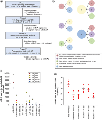 Figure 1. Identification of candidate miRNAs for diagnosing severe chorioamnionitis in pregnant women.(A) Flowchart of the study design. Predictive biomarkers in the amniotic fluid for the diagnosis of chorioamnionitis were identified using comprehensive miRNA array analysis and ddPCR™. Phases I–IV were sequentially completed. (B) Fifteen pregnant women were divided into five groups. The levels of nine miRNAs were identified using comprehensive miRNA array analysis of the amniotic fluid samples from pregnant women with or without chorioamnionitis. (C) Expression of six miRNAs in the amniotic fluid of patients with microbiomic chorioamnionitis (miCAM). Red, orange and yellow circles indicate the miRNA levels in the amniotic fluid of three pregnant women with Blanc’s classification stage III; violet and blue circles indicate the miRNA levels in the amniotic fluid of two pregnant women with Blanc’s classification stages 0 or I. (D) Red circles indicate the miRNA levels in 10 pregnant women with Blanc’s classification stages II–III plus miCAM. The bars indicate the median.miCAM: Microbiome chorioamnionitis.