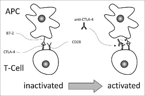 Figure 1. CTLA-4 is a T-cell specific inhibitory receptor which has higher affinity to B7-2, displayed on antigen presenting cells (APC), than the T-cell specific co-stimulatory receptor CD28, and suppresses CD28-mediated T cell activation. Blocking CTLA4 with an anti-CTLA-4 antibody, like ipilimumab or tremelimumab, allows CD28 to bind B7-2, and thus stimulate T cell activity. CTLA-4 is upregulated during the early activation phase in the lymph nodes.