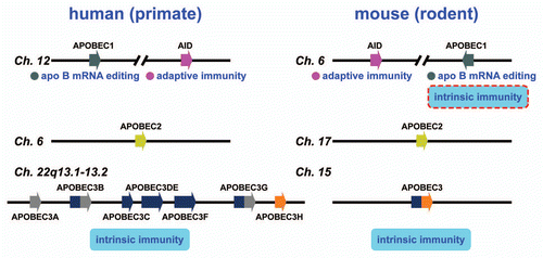 Figure 2 AID/APOBEC genes in human and murine genomes. A schematic of the human and murine genomes containing members of the AID/APOBEC family. There are several forms of mammalian AID/APOBEC proteins with distinct functions in vivo: activation-induced deaminase (AID), APOBEC1(A1), APOBEC2(A2), APOBEC3(A3) and APOBEC4(A4). The primate-specific cluster of at least seven A3 related genes: A3A-3H, resides on the same chromosome within ∼150 kb. In contrast, mice retains only a single A3 gene, located on chromosome 15e2, indicating a relatively recent, and possibly unprecedented gene expansion has occurred in mammalian species. Each A3 gene encodes a protein with one or two conserved zinc-coordinating motifs (Z1, Z2 or Z3).Citation25,Citation30 Grey and blue denote Z1 and Z2, respectively, while orange denotes Z3. Rodents encode only one A3 gene (a Z2–Z3 fusion). A1 and AID are located approximately 900 kb apart on human chromosome 12.