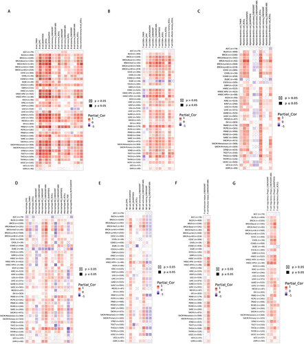 Figure 10 Relationship between CD19 expression and immune cell infiltration in the pan-cancer TME. (A) B cells, (B) CD8(+) T cells, (C) DCs, (D) macrophages, (E) NK cells, (F) follicular helper T cells, and (G) Treg cells.