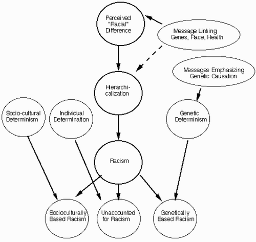 Figure 1. Pathways influencing attitudes about genetics and race.