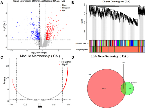 Figure 5 Gene expression features and core gene mining in GC tissues. (A) DEGs obtained by comparing CA with PA. (B) Construction of weighted gene co-expression network and division of co-expression modules. (C) Screen for genes at core positions in co-expression modules. (D) The intersection of DEGs and genes at core positions was regarded as core genes.